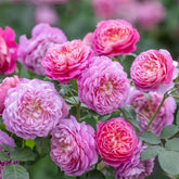 Emma Bridgewater Rose Plant|艾玛·布里奇沃特 image 0