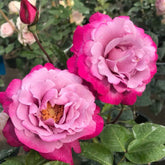 Muriel Robin Rose Plant|光明知更鸟 image 0