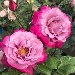 Muriel Robin Rose Plant|光明知更鸟 image 0