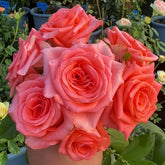 Wow Rose Plant|召唤 image 0