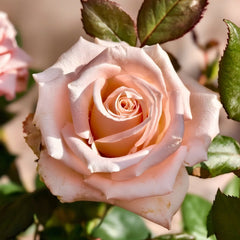 Almond Milk Candy Rose Plant|杏仁奶糖 image 2
