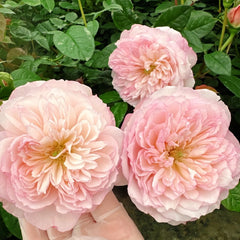 L'anamour Rose Plant|短暂的爱情 image 1