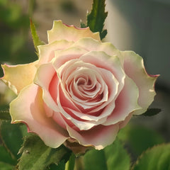Escalante Rose Plant | 埃斯卡兰特 image 1