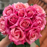 Pompidou Rose Plant|蓬皮杜 image 0