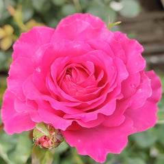 Sapphire Rose Plant|伊芙蓝宝石 image 3