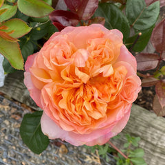 Edith Rose Plant|伊迪斯 image 2