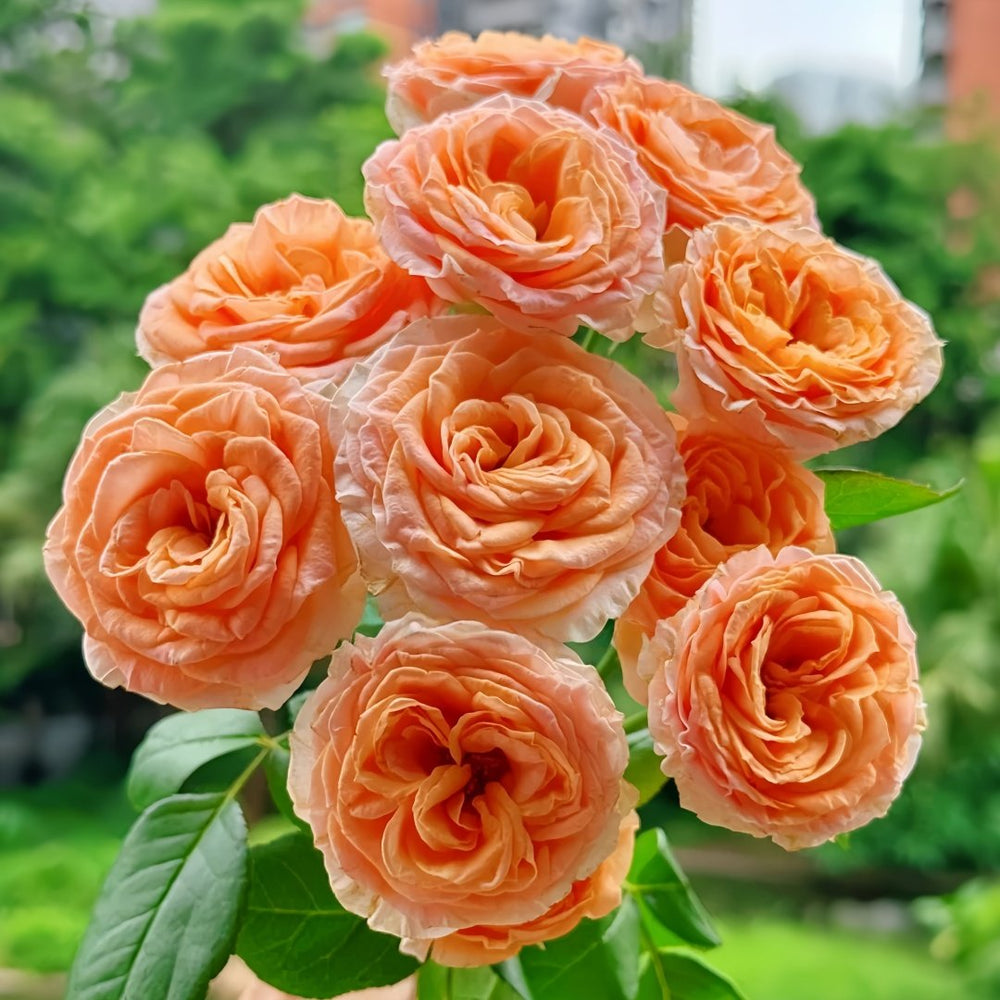 Mickey Bubbles Rose Plant|米奇泡泡 image 0