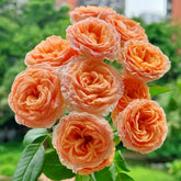 Mickey Bubbles Rose Plant|米奇泡泡 image 0