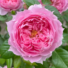 Prima Vista Rose Plant|初见 image 1