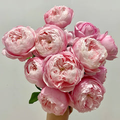 Plume Rose Plant|羽毛 image 2