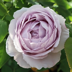 Madam Kayoko Rose Plant|紫色故事 image 0