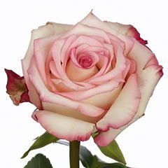 Tormenta Rose Plant|托尔门塔 image 0