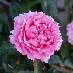 Jeanne Loriod Rose Plant|伊芙珍妮洛德 image 0