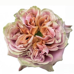 El Patron Rose Plant|埃尔帕特隆 image 2