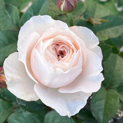 Jolie Fille Rose Plant|可爱少女 image 2