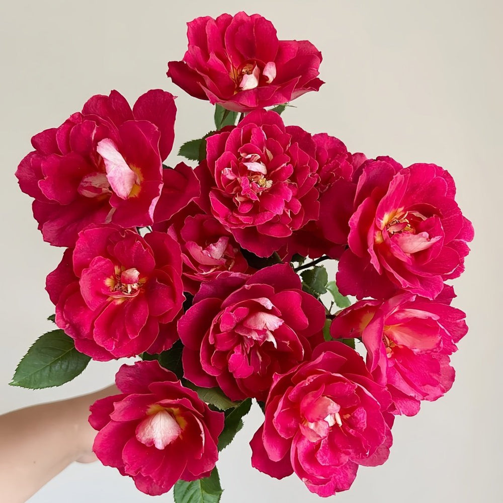 Dominique Massad Rose Plant|马萨德医生 image 0