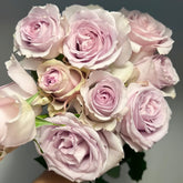 Cosette Rose Plant | 柯赛特 image 0
