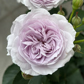 Qise rose plant|霁色 image 0