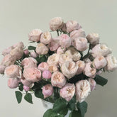 Royal Blush Rose Plant|皇家腮红 image 0