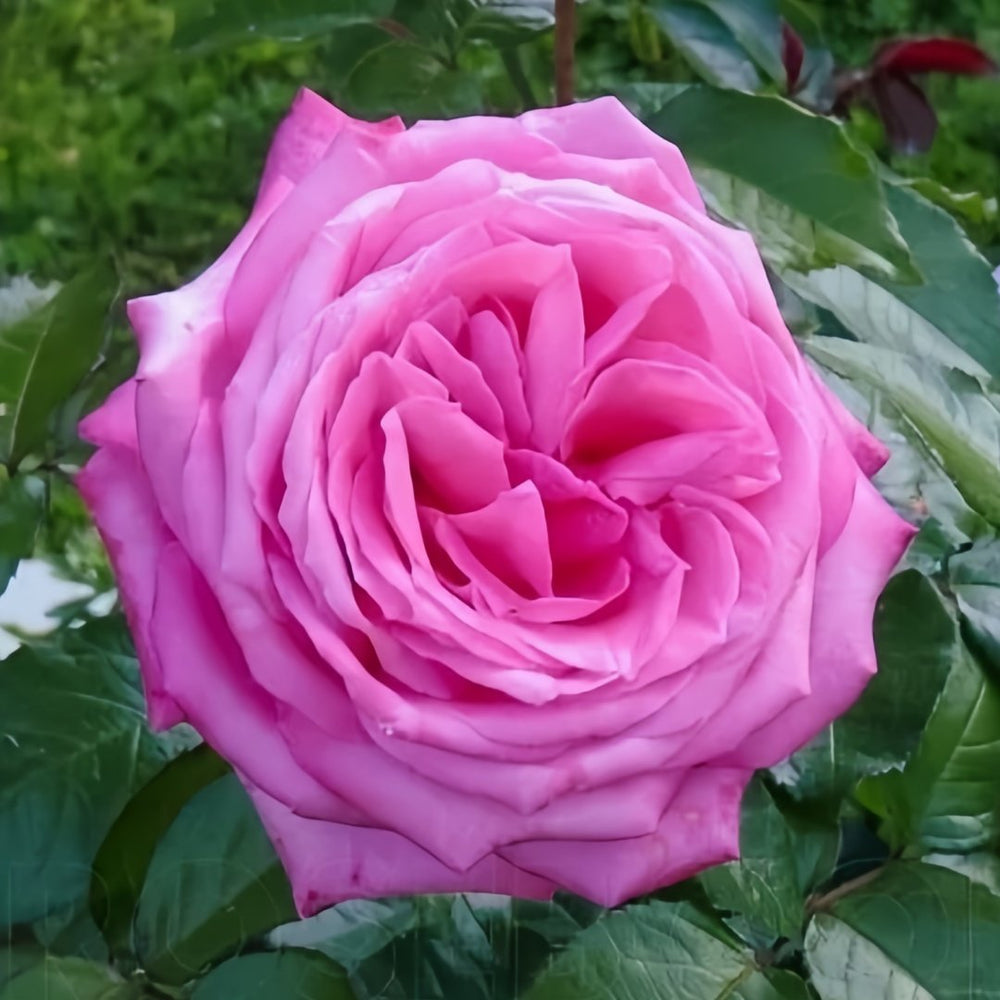 Wedding Bels Rose Plant|婚礼的钟声 image 0
