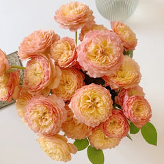 Apricot Fat Rose Plant|杏子肥 image 0