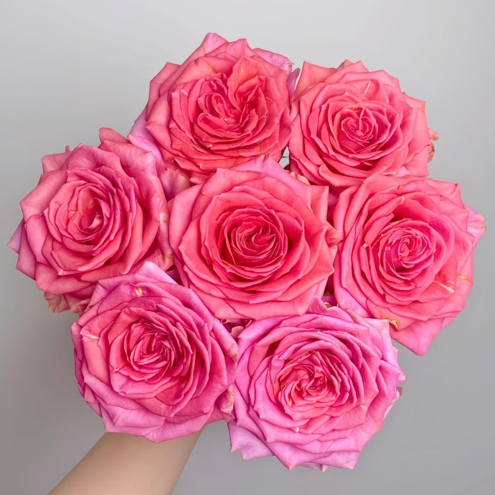 Grande Dame Rose Plant|贵妇人 image 0
