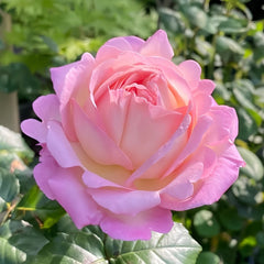 Aube Rose Plant|破晓 image 2