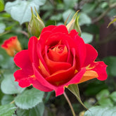 Terrazza Pisce Rose Plant|双鱼座阳台 image 0