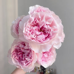 Rosalind Rose Plant|罗莎琳达 image 3
