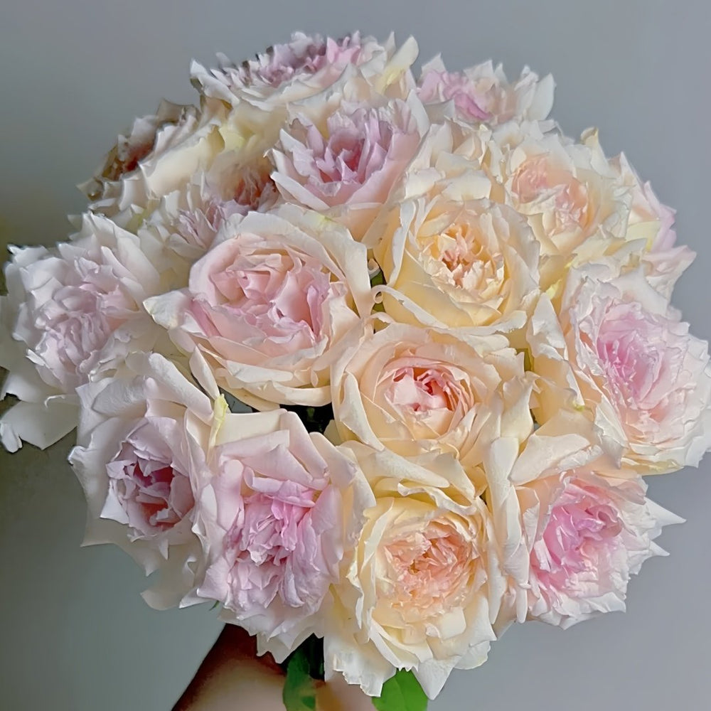 Nausica Rose Plant|娜乌西卡 image 0