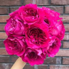 Kate Rose Plant|凯特 image 1