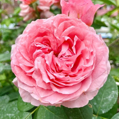 Corail Gelee Rose Plant|珊瑚果冻 image 1