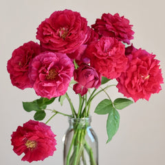 Yves Lorio Rose Plant|伊芙红宝石伯爵 image 3