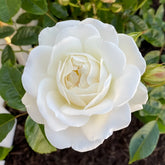 Iceberg Climbing Rose Plant|藤冰山 image 0