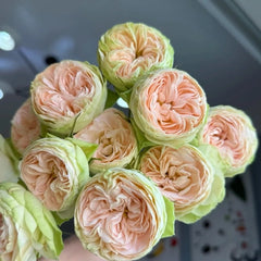 Darlene Rose Plant | 抹茶小小酥 image 1