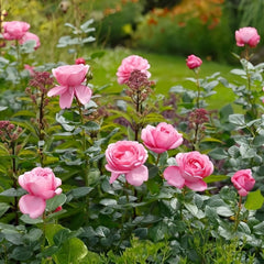 Desirée Rose Plant |德西里 image 3