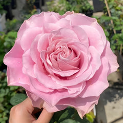 All four boughet Rose Plant|四花 image 1