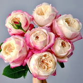 Japanese Mon Amour Rose Plant|和室 image 0