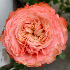 Kahala Rose Plant|卡哈拉 image 2