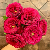 Yves Lorio Rose Plant|伊芙红宝石伯爵 image 0