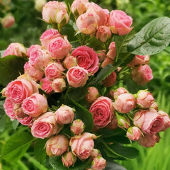 Super Sensation Rose Plant|粉多头 image 2
