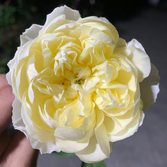 Misty Moonlight Rose Plant|朦胧月色 image 2