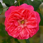 LionHeart Rose Plant|狮子心 image 0