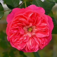 LionHeart Rose Plant|狮子心 image 0