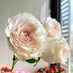 Hazel Rose Plant|赫兹 image 2