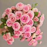 Rouge Rose Plant|胭脂扣 image 0