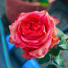 Yuhaitang Rose Plant|玉海棠 image 0