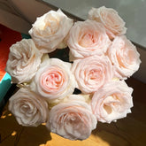 White Peach Gyokuro Rose Plant | 玉露白桃 image 0