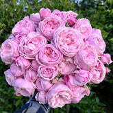 Spirit of Freedom Rose Plant|自由精神 image 0