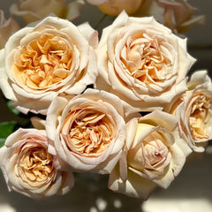 Rallye des Gazelles Rose Plant|瞪羚拉力赛 image 2